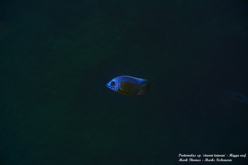 Protomelas sp. 'steveni taiwan' Higga Reef